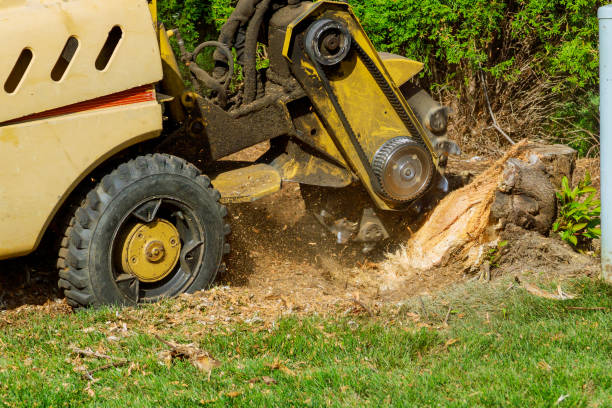 Best Lawn Drainage Solutions  in Jeffersontown, KY