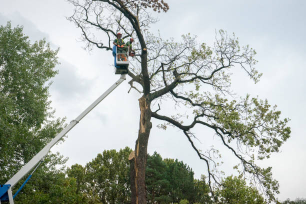 Best Tree Risk Assessment  in Jeffersontown, KY