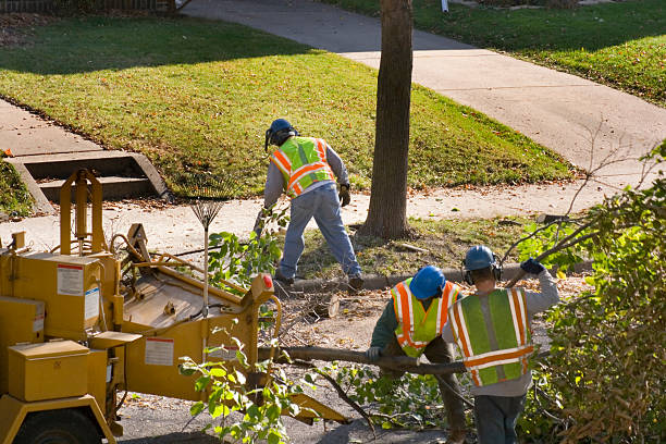 Best Root Management and Removal  in Jeffersontown, KY