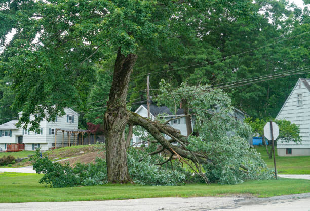 Best Root Management and Removal  in Jeffersontown, KY