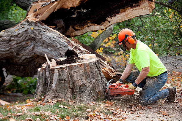 Best Seasonal Cleanup (Spring/Fall)  in Jeffersontown, KY